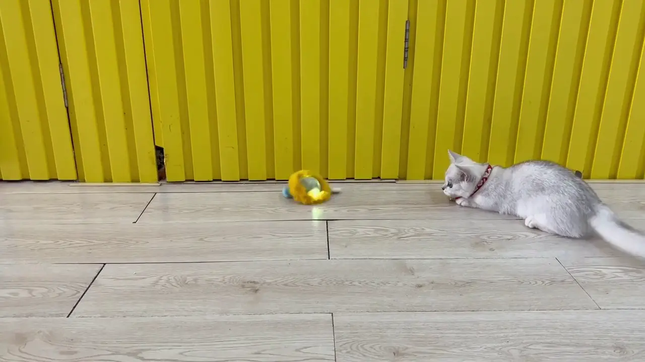 KittyChase™ – Interaktywna Zabawka dla Kota